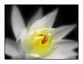 © Bloemen en planten 8 